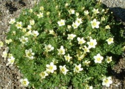 Saxifraga arendsii White / Kőtörőfű fehér